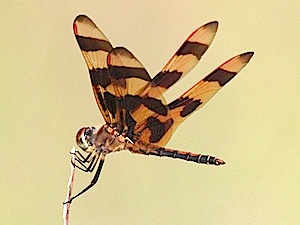 Berry Springs - Halloween Pennant Dragonfly